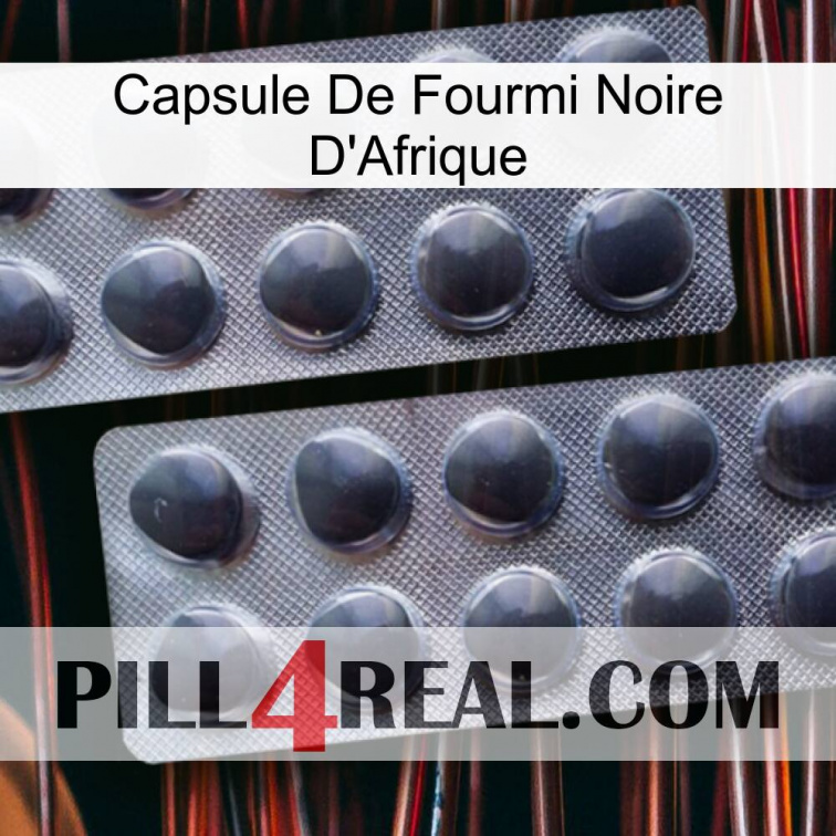 Africa Black Ant Capsule 31